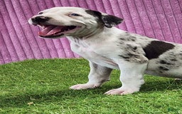 Catahoula Leopard Dog dogs for sale: Tess 2025 Female 6 - Image 6
