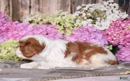 Cavalier King Charles Spaniel dogs for sale: Venus - Image 2