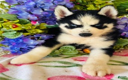 Siberian Husky dogs for sale: Rip - Image 7