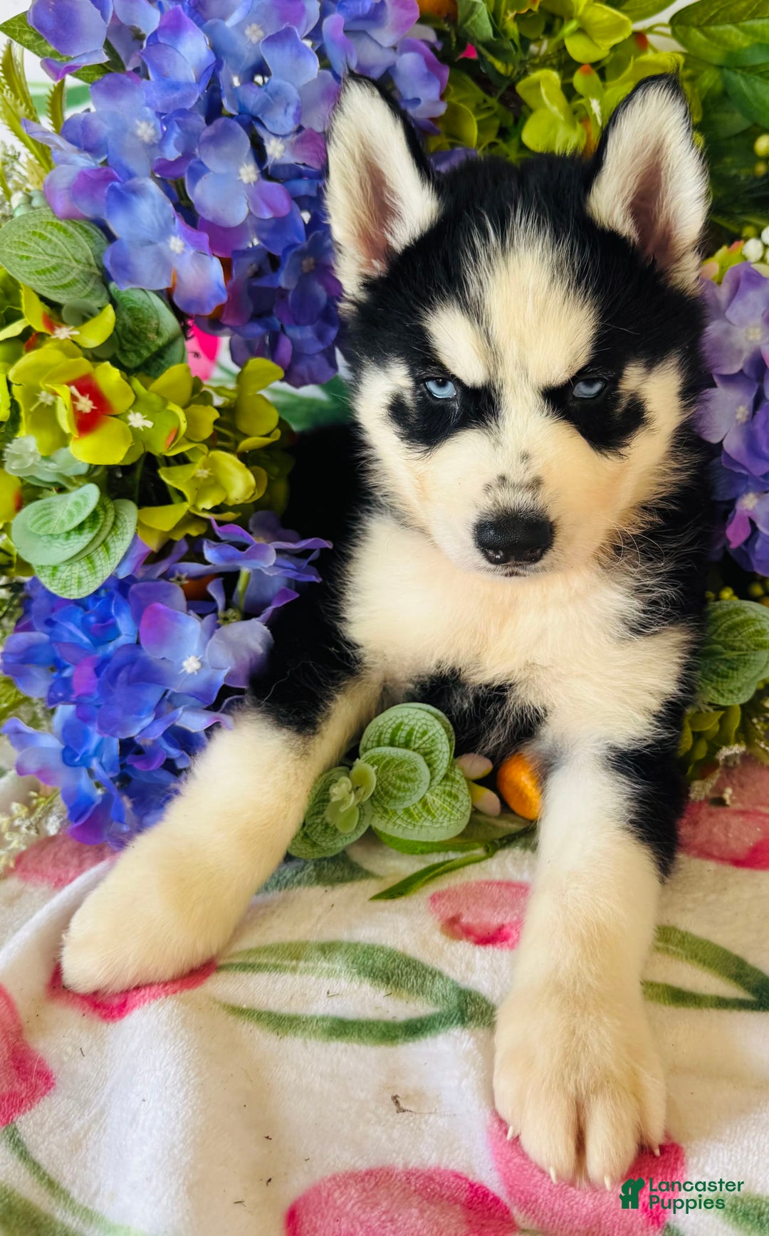 Siberian Husky dogs for sale: Rip - Image 7