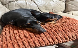 Miniature Pinscher dogs for sale: Coal - Image 11