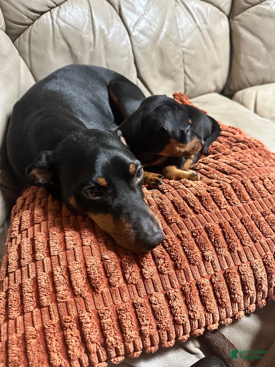 Miniature Pinscher dogs for sale: Coal - Image 11