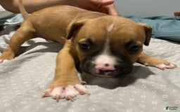 Mountain Cur dogs for sale: N/a - Image 2