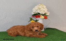 Bichpoo dogs for sale: Bichpoo 4 puppies - Image 4