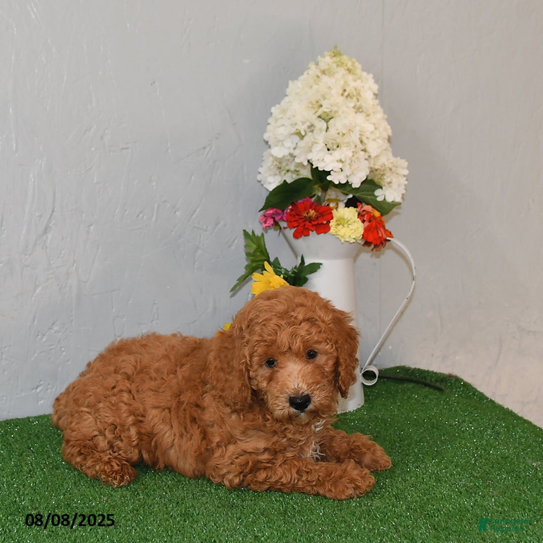 Bichpoo dogs for sale: Bichpoo 4 puppies - Image 4