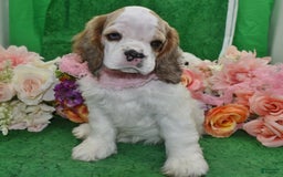 Cocker Spaniel dogs for sale: Akcabbysablepartimerleblueeyescockerpuppy - Image 2