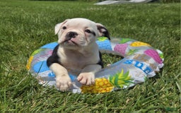 Olde English Bulldogge dogs for sale: Roger - Image 3