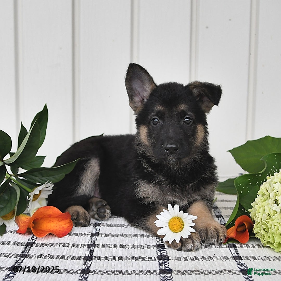 German Shepherd dogs for sale: Darla - Image 2