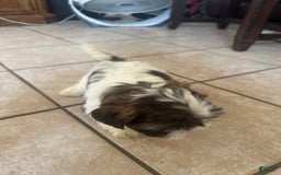 Shih Tzu dogs for sale: Emunah - Image 2