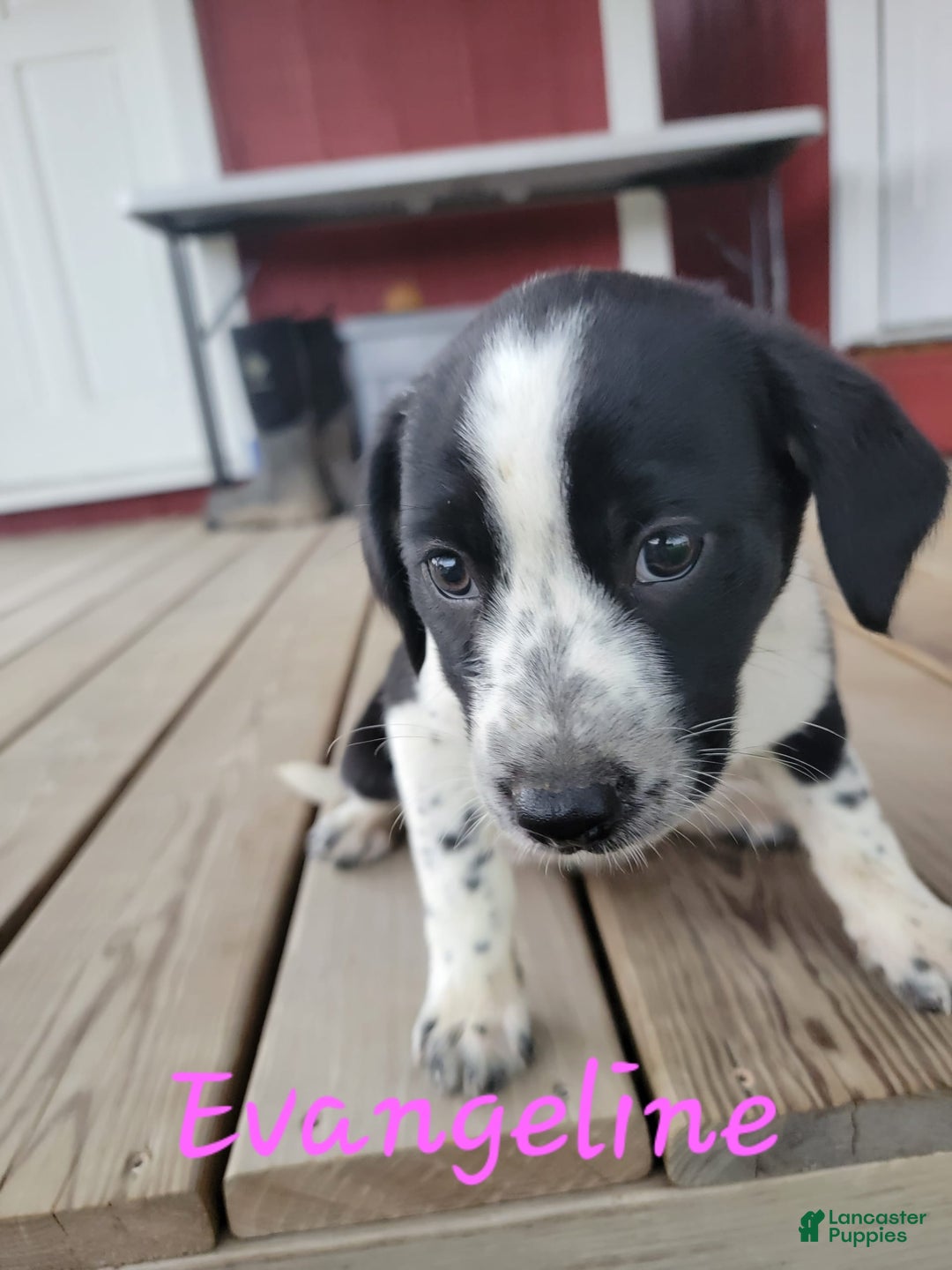 Australian Cattle Dog dogs for sale: Australian Cattle Dog 7 puppies - Image 1