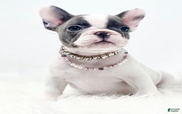 French Bulldog dogs for sale: Tilly - Image 3