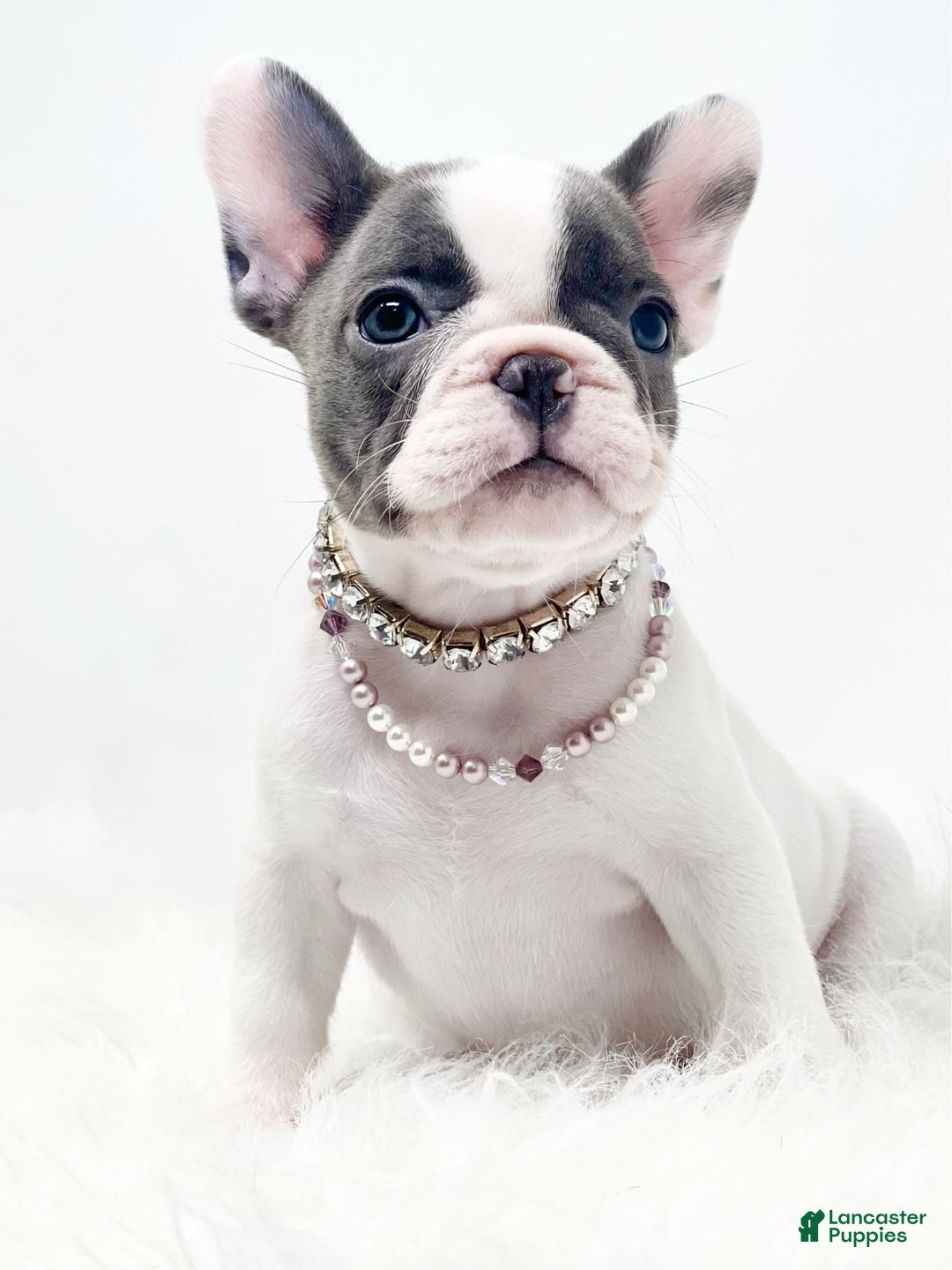 French Bulldog dogs for sale: Tilly - Image 3