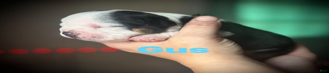 Gus