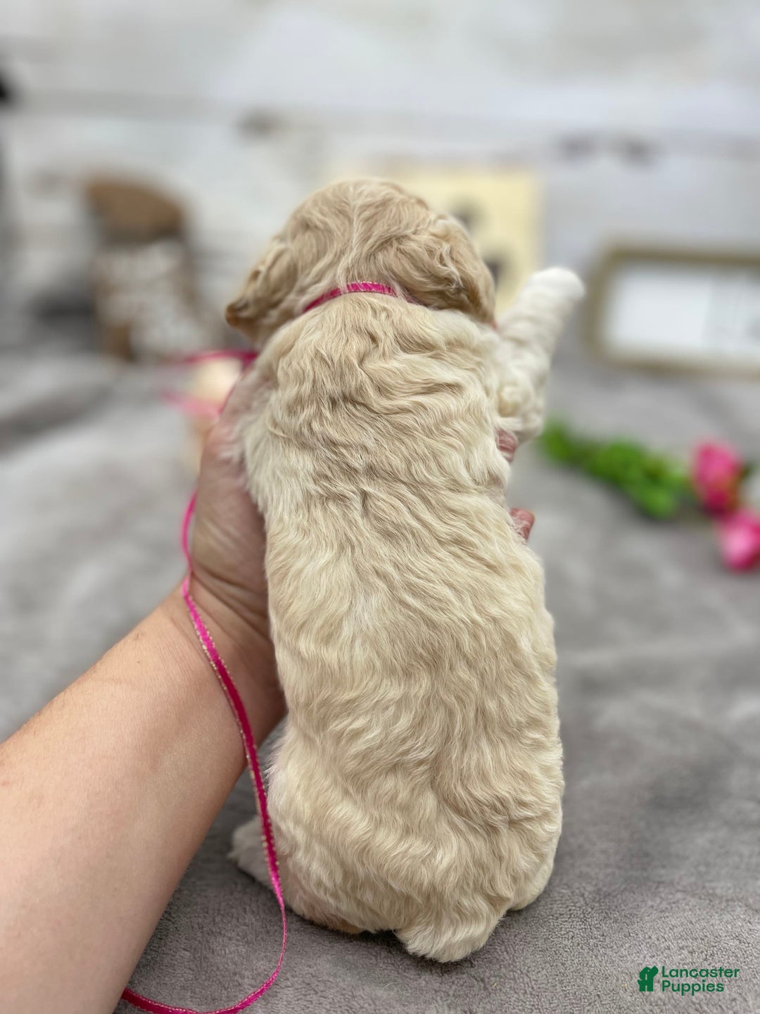 Miniature Poodle dogs for sale: Trixy - Image 9
