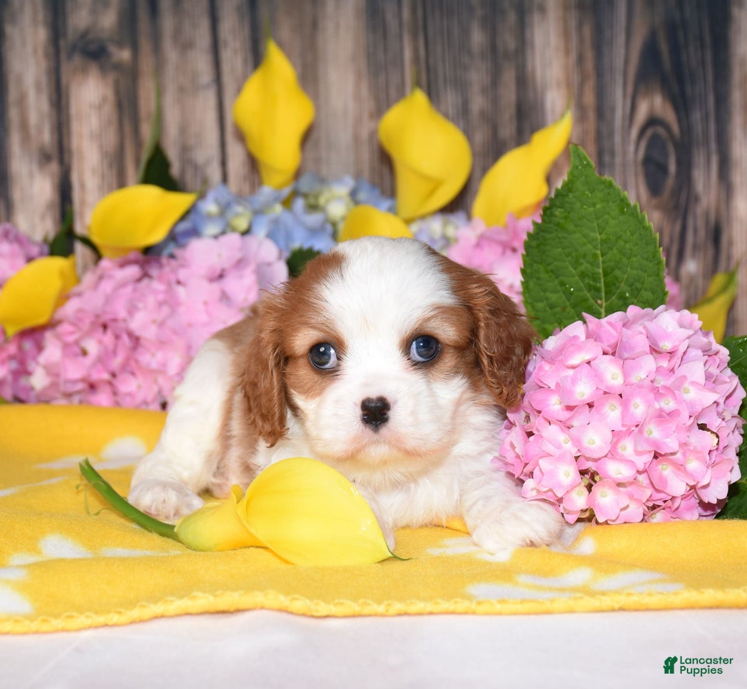 Cavalier King Charles Spaniel dogs for sale: Tarrace - Image 1