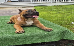 Cane Corso dogs for sale: Coco - Image 20