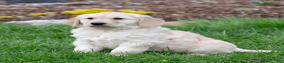Breeze