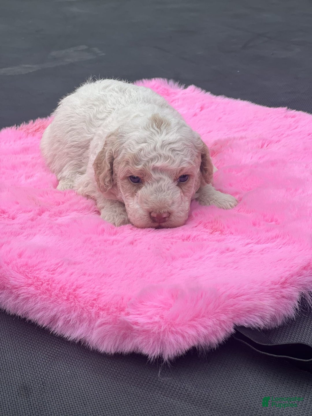 Mini Goldendoodle dogs for sale: Cooper - Image 8