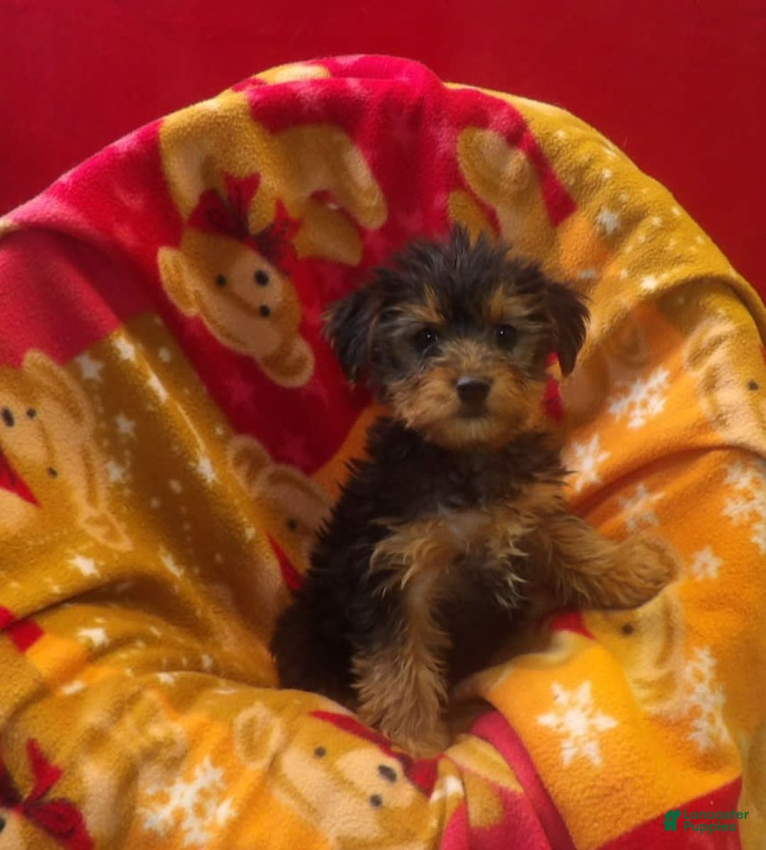 Yorkshire Terrier dogs for sale: Nova - Image 3