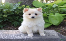 American Eskimo dogs for sale: Syndey - Image 3