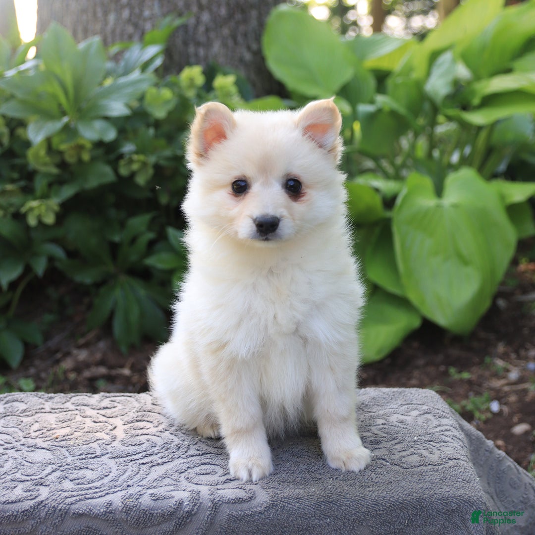 American Eskimo dogs for sale: Syndey - Image 3