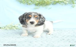 Miniature Dachshund dogs for sale: Korey - Image 1