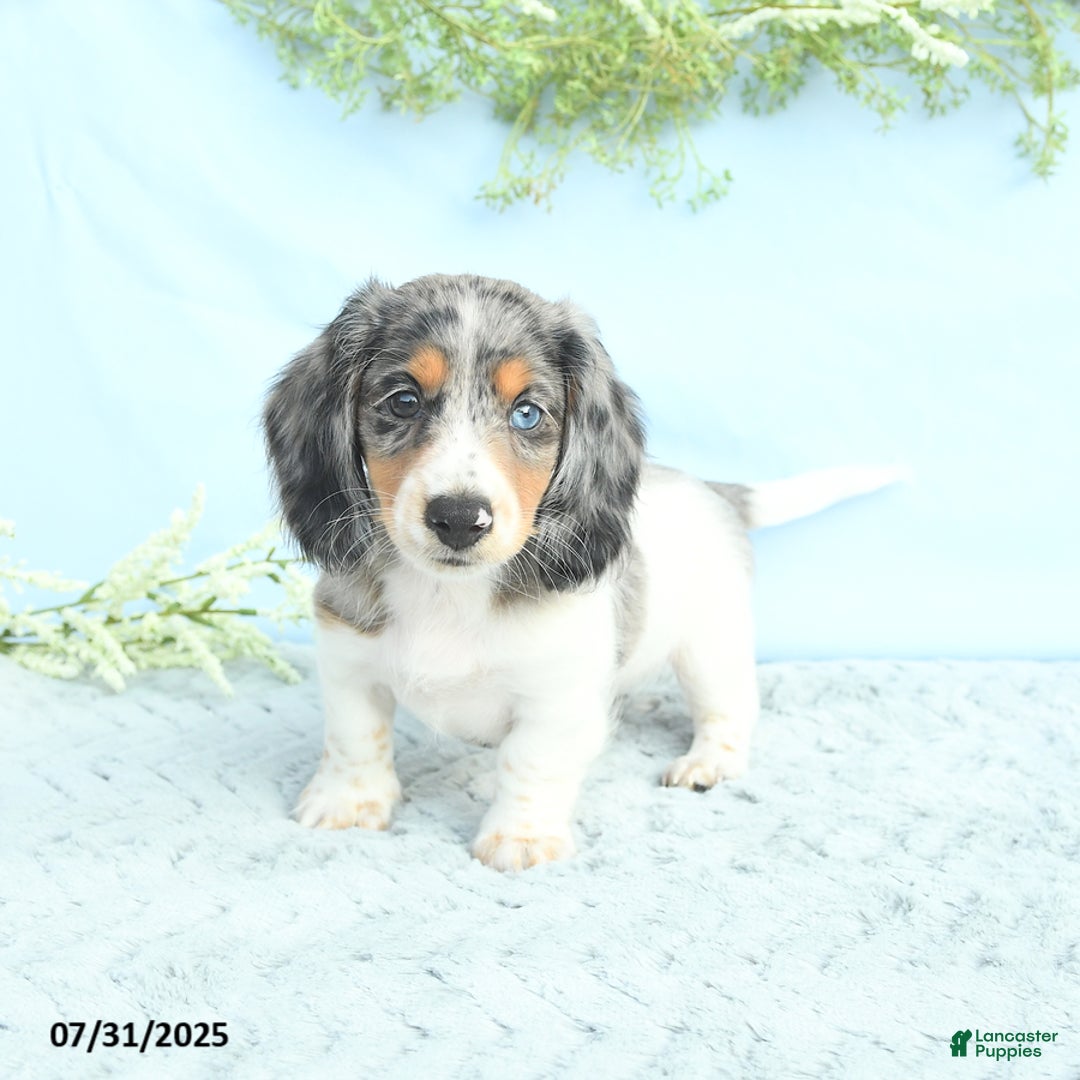 Miniature Dachshund dogs for sale: Korey - Image 1