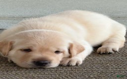Labrador Retriever dogs for sale: Leo - Image 4