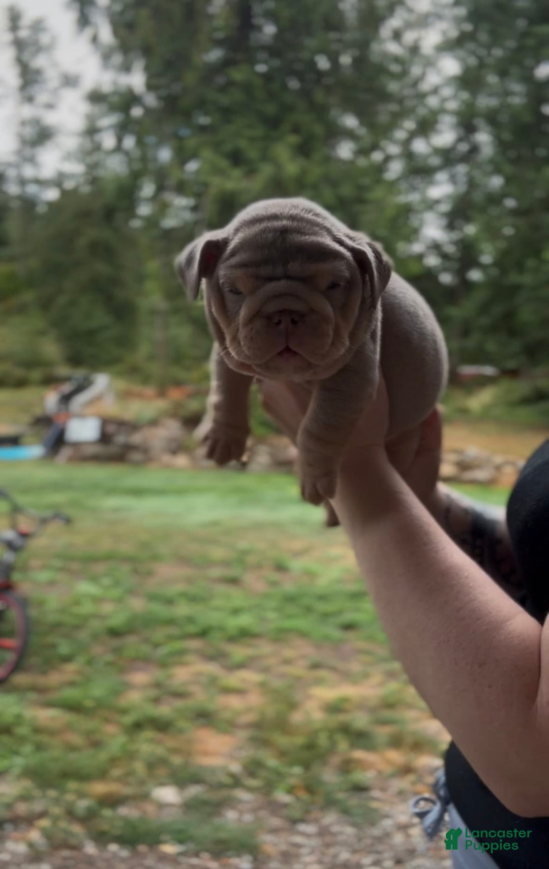 English Bulldog dogs for sale: Boy 1 - Image 1