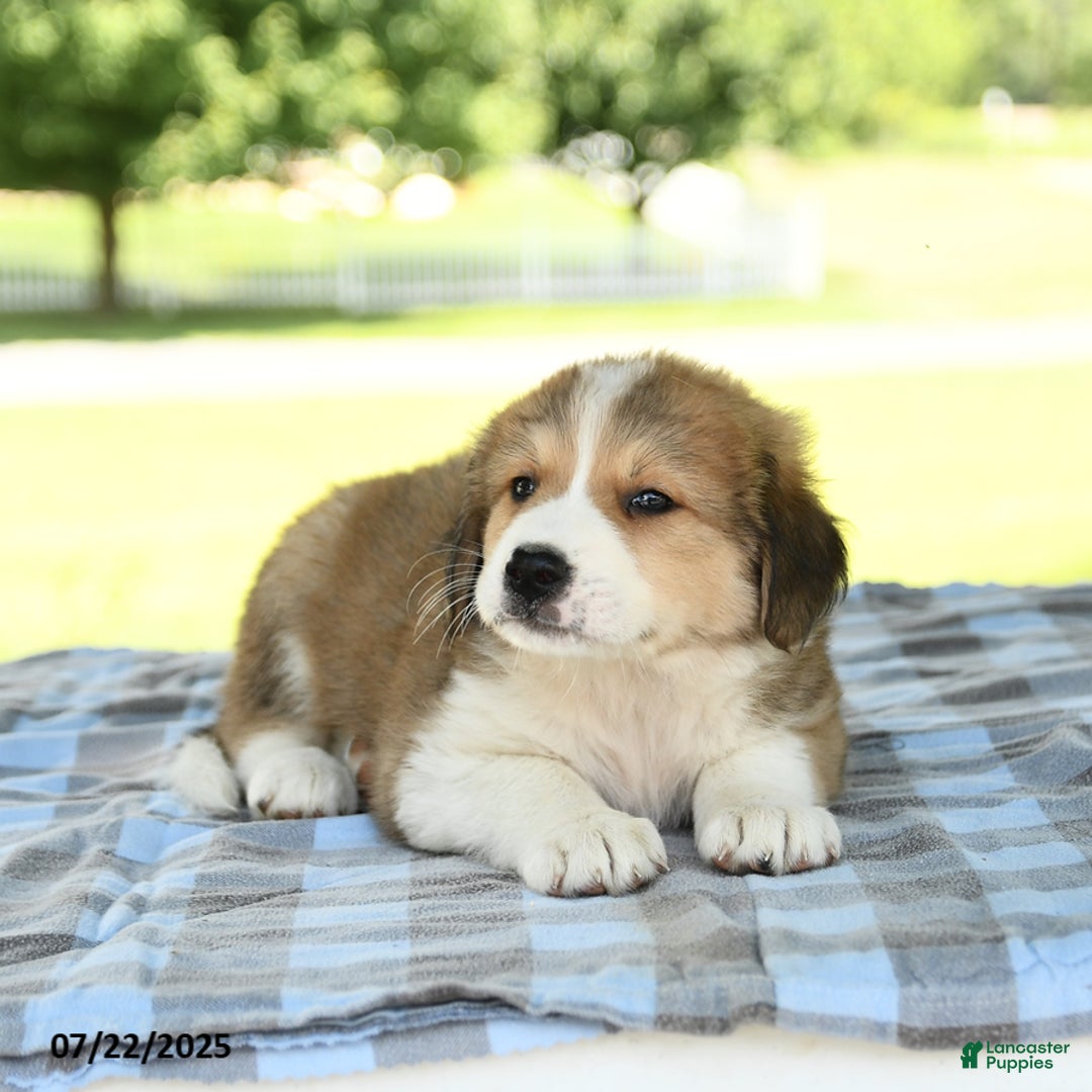 Great Pyrenees dogs for sale: Lassie - Image 3
