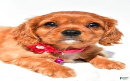 Cavalier King Charles Spaniel dogs for sale: Patty - Image 6
