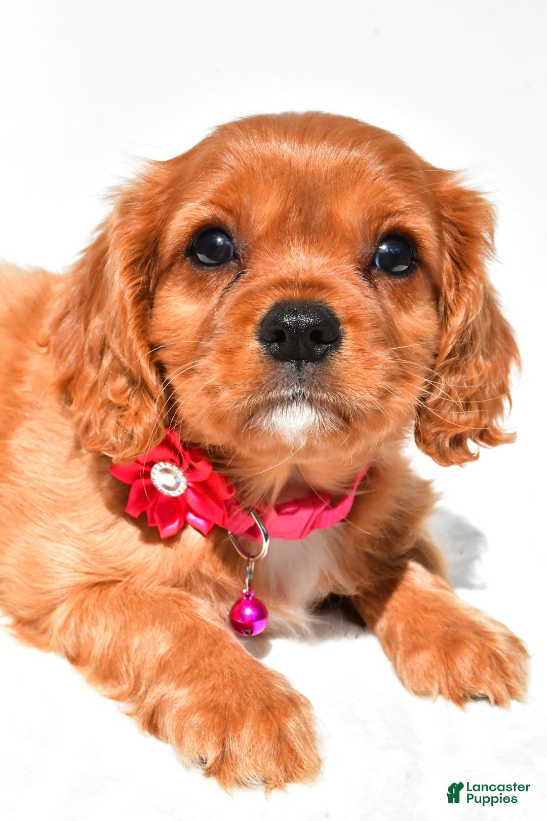 Cavalier King Charles Spaniel dogs for sale: Patty - Image 6