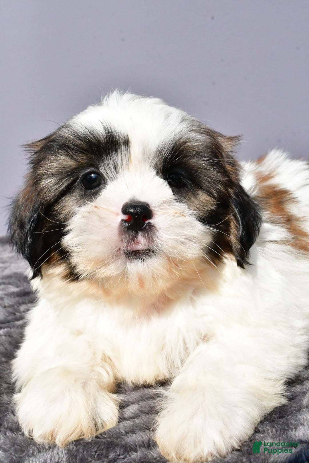 Shih Tzu dogs for sale: Unique - Image 5