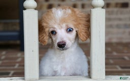Miniature Poodle dogs for sale: Peanut - Image 3