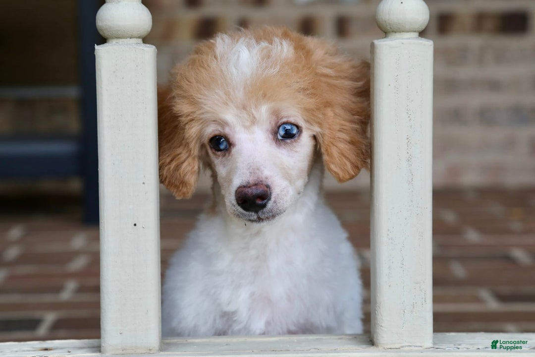 Miniature Poodle dogs for sale: Peanut - Image 3