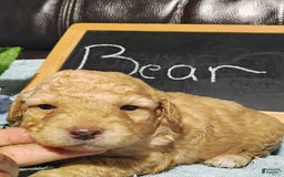 Mini Goldendoodle dogs for sale: Bear - Image 7