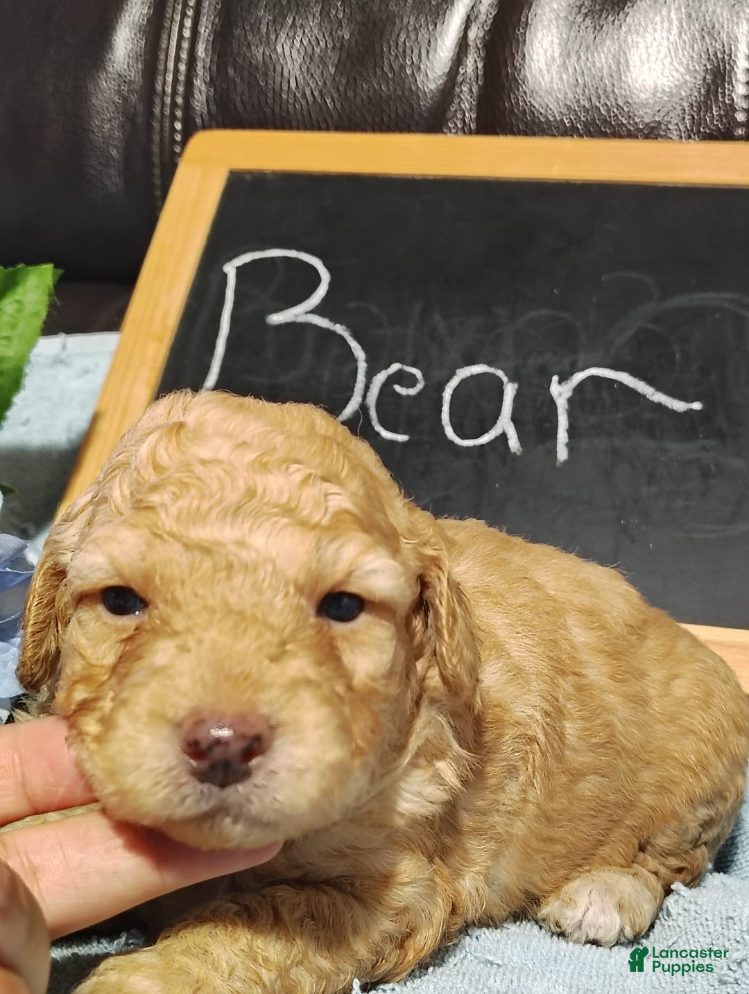Mini Goldendoodle dogs for sale: Bear - Image 7