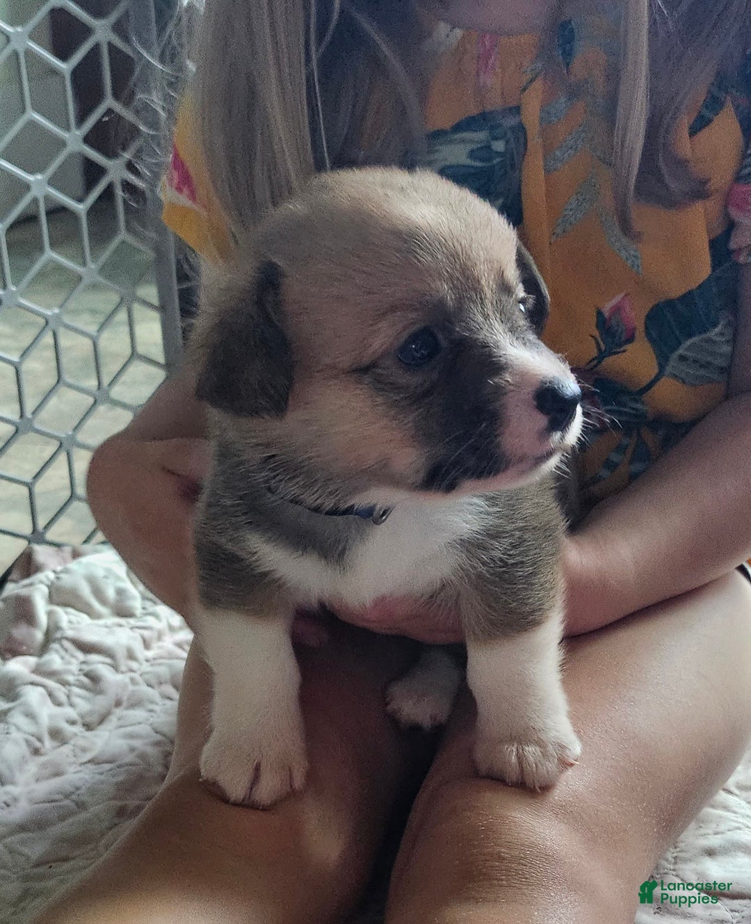 Welsh Corgi Pembroke dogs for sale: Blue - Image 1