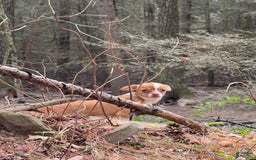Chihuahua dogs for sale: Romeo - Image 2