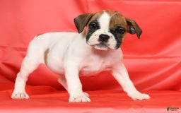 Beabull dogs for sale: Kaitlyn - Image 2