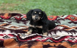 Miniature Dachshund dogs for sale: Smokey - Image 7