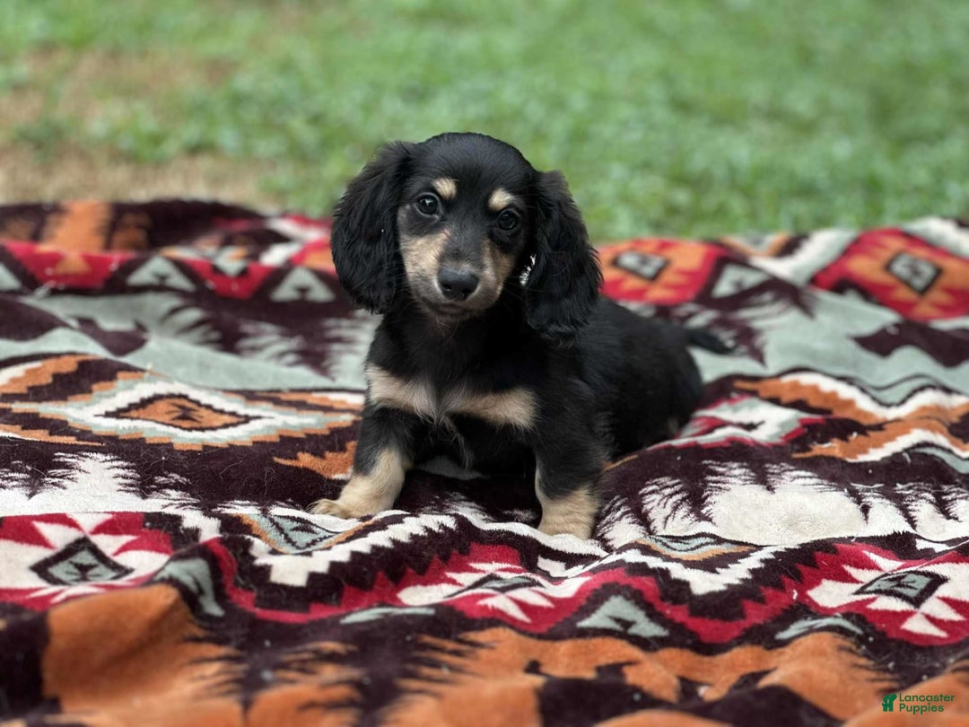 Miniature Dachshund dogs for sale: Smokey - Image 7