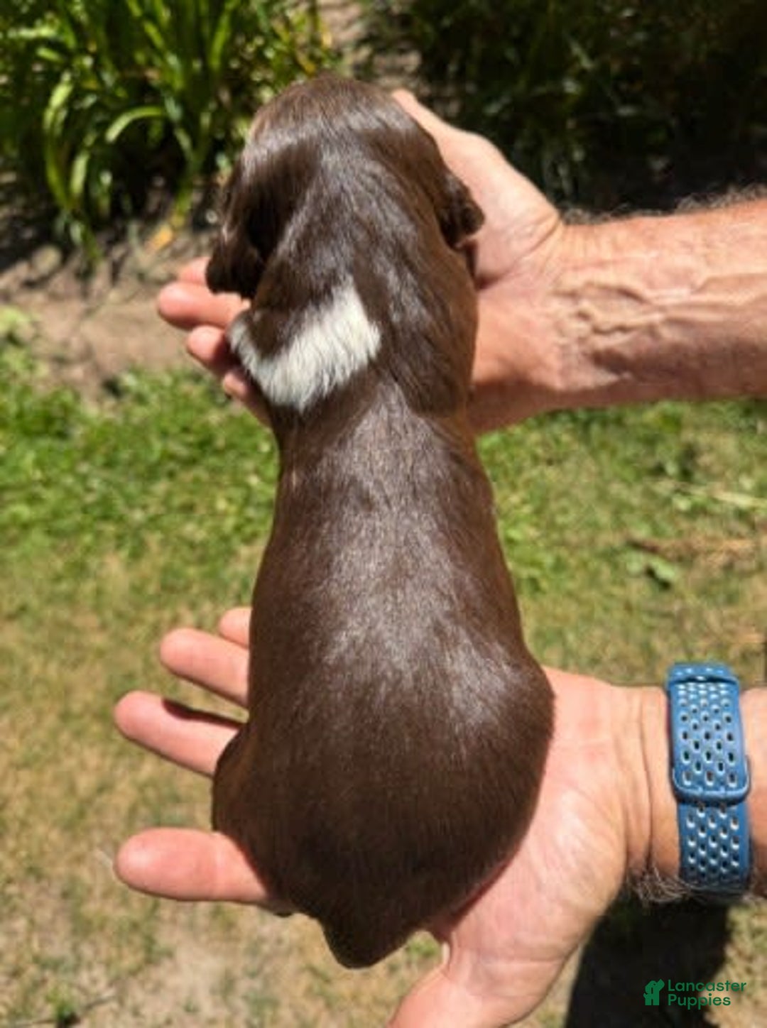 English Springer Spaniel dogs for sale: Female 4 - Image 1