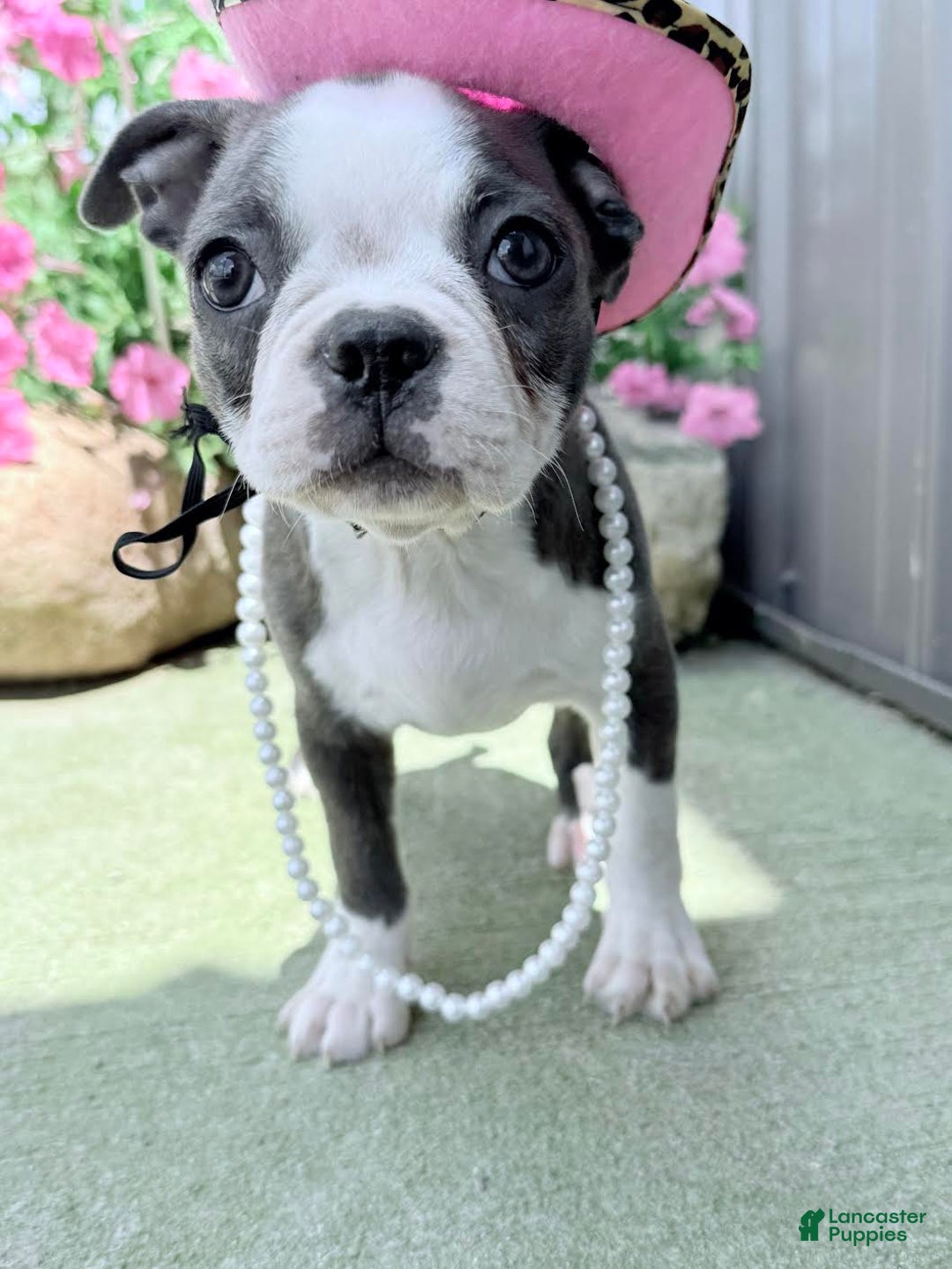 Boston Terrier dogs for sale: Taffy - Image 4