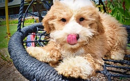 Havapoo dogs for sale: Whisky - Image 20