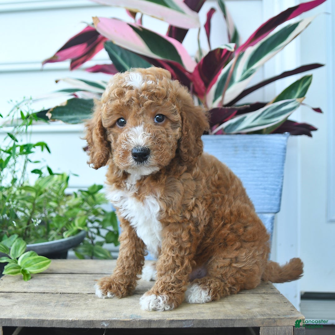 Mini Goldendoodle dogs for sale: Victor - Image 2