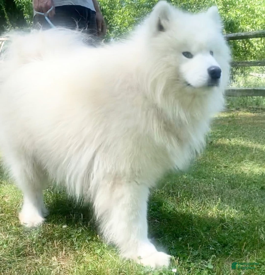 Samoyed dogs for sale: Siofra - Image 12