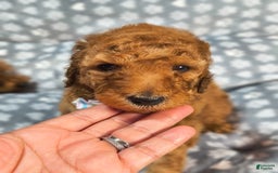 Mini Goldendoodle dogs for sale: Ravi - Image 1