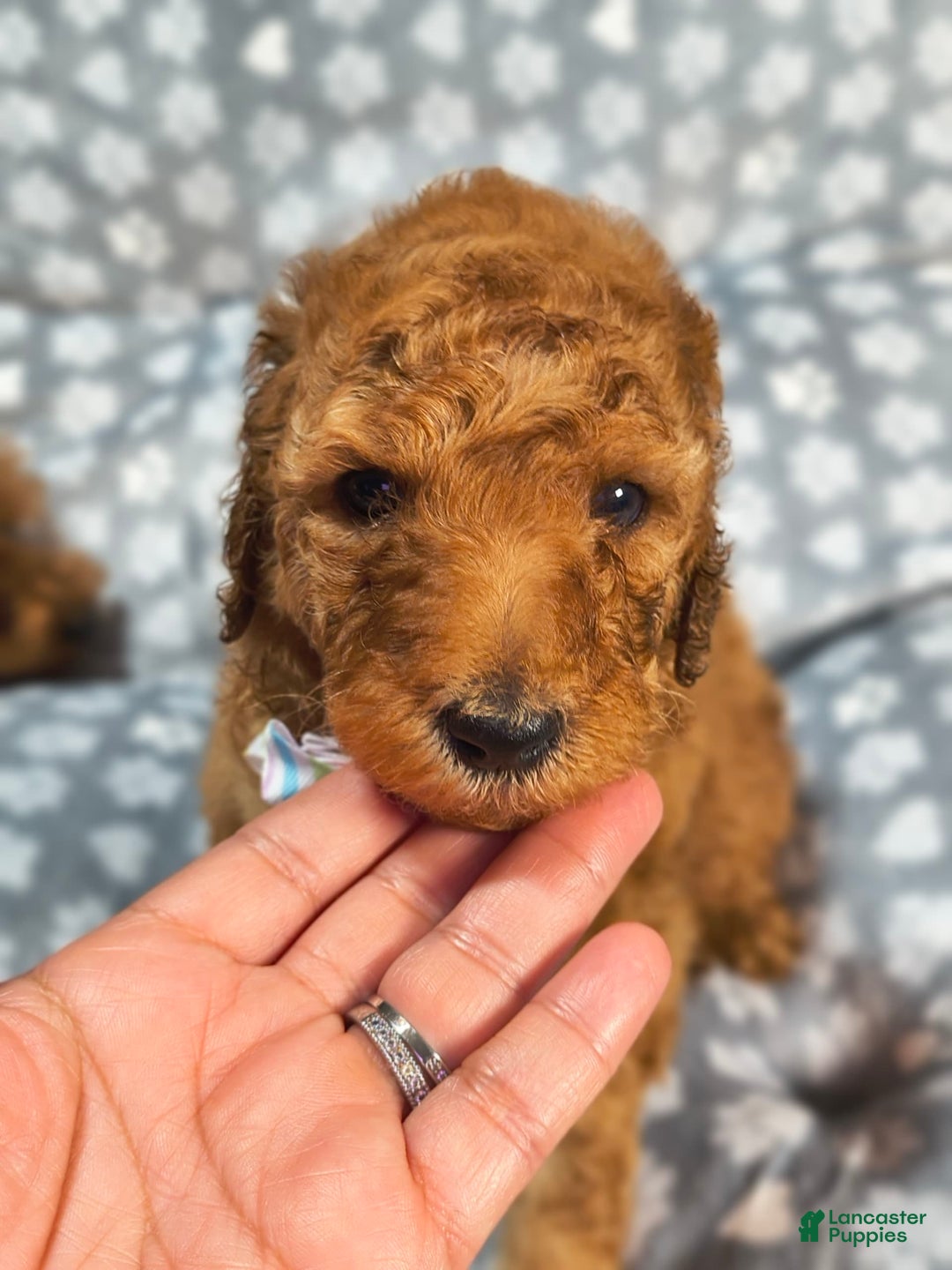 Mini Goldendoodle dogs for sale: Ravi - Image 1