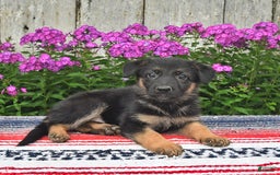 German Shepherd dogs for sale: Angie - Image 5